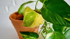 Ein bewährter Trick, damit die Blätter der Pothos weder im Sommer noch im Winter vergilben